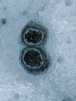 A figure of eight melted into glacier ice at Nordenskiöldbreen