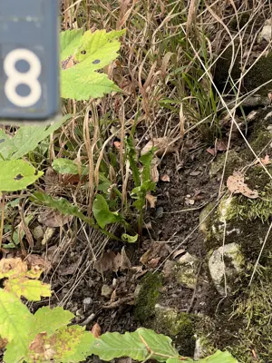 A found 8 in Zürich