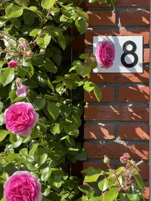 A found 8 in Rotterdam