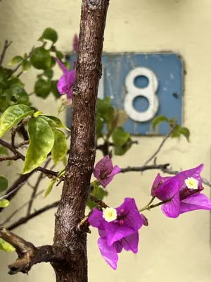 A found 8 in Corfu